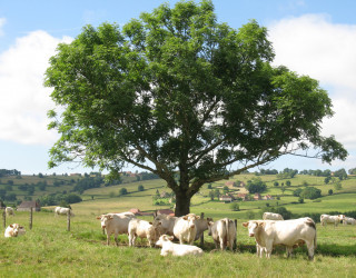 Le paysage culturel de l'élevage bovin
